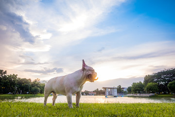 French bulldog under the morning sunshine, Green lake park