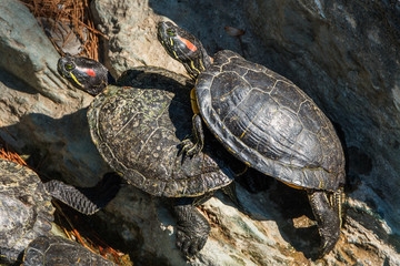 Two red-eared terrapins sunbathing at a zoo
