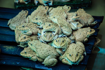 Obraz premium Eye of Frogs Family in green lake