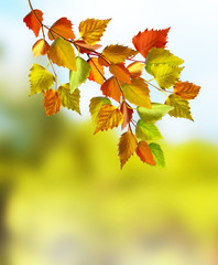 Autumn landscape. Beautiful  leaves. landscape. Colorful trees