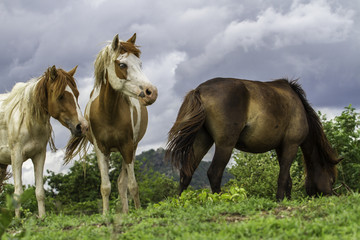Fototapeta na wymiar Portrait of a horses on countryside.