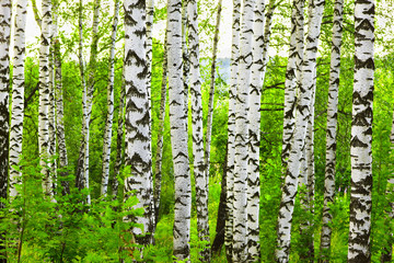 forest birch - 116268107