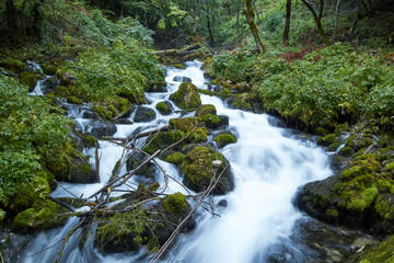 fast flowing rivers in the forests of Montenegro