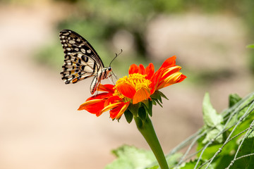 Fototapeta na wymiar butterfly and flower