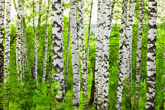 Fototapeta forest birch