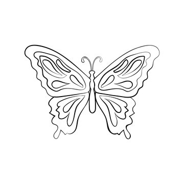Vector sketch butterfly
