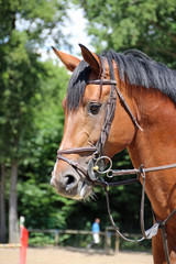 Obraz premium Cheval en réflexion