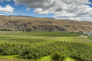Fototapeta na wymiar Columbia River Apple Orchards. The Columbia river provides irrigation for hundreds of apple orchards all across the Okanogan area of eastern Washington state.
