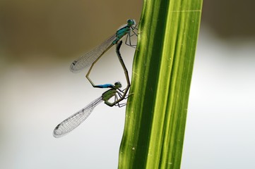 Federlibellen Paarung 