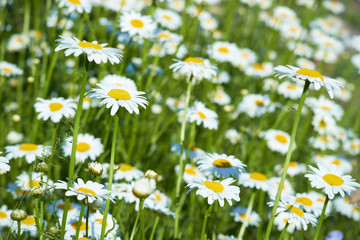 daisies in a meadow