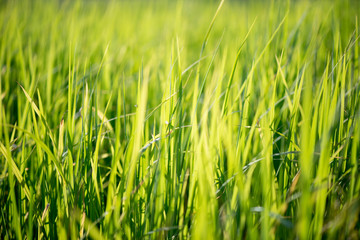 Obraz premium The green rice field or paddy field in Thailand.
