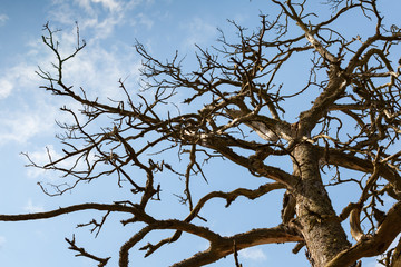 Dry dead pine tree over dark blue sky