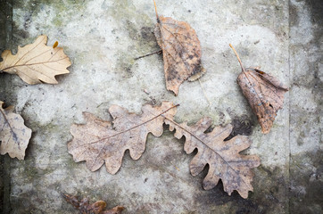 Dry fallen leaves lay on grungy concrete