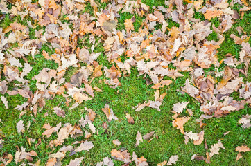 Fallen autumnal oak leaves lay on grass