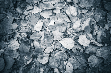 Autumnal leaves lay on ground, blue toned