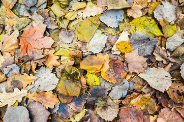 Colorful autumnal leaves lay on ground