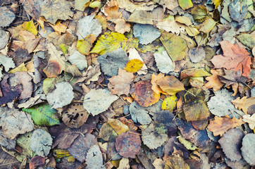 Colorful autumnal leaves layer
