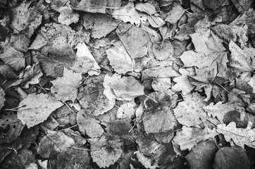 Autumnal leaves on ground, black and white
