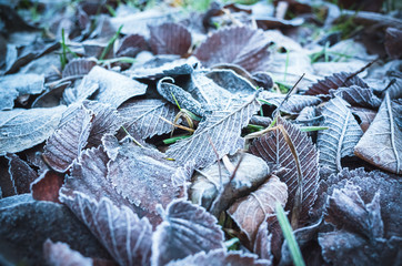 Fallen autumnal leaves with frost