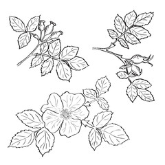 Hand drawn sketch dog rose flowers and fruits