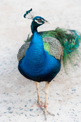 Fototapeta premium A colorful peacock.