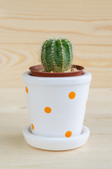 Small cactus in brown and white pots with orange dots over light color wooden table and background with space and sun light, selective focus