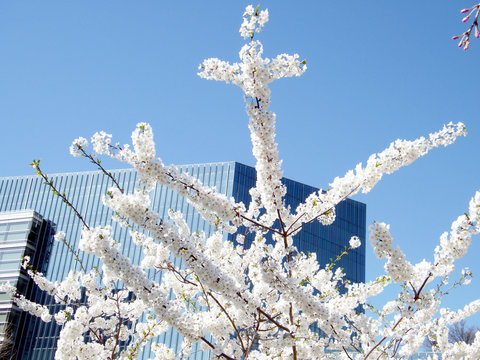 Tysons Corner Cherry Blossom branchs 2010