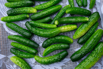 Green cucumbers background. Top View