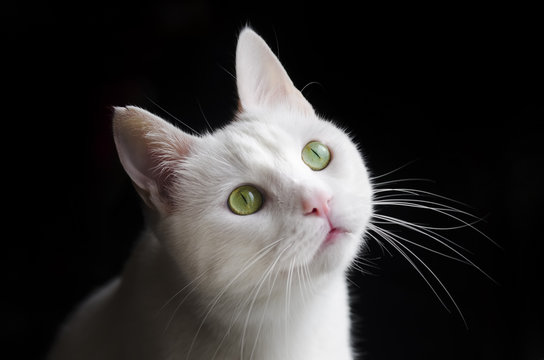 Kedi