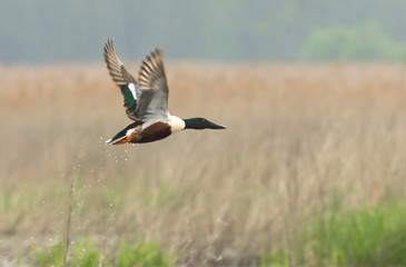 Northern shoveler duck (Anas clypeata) in flight