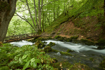 Obraz premium fast flowing rivers in the forests of Montenegro