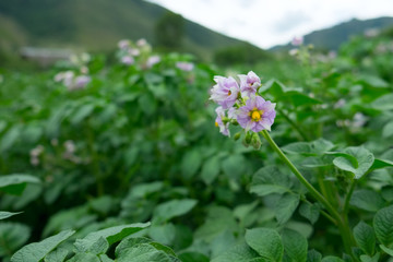 Potato flower on green bush