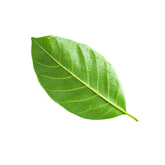 Obraz premium Tropical green leaf isolated, Clipping path