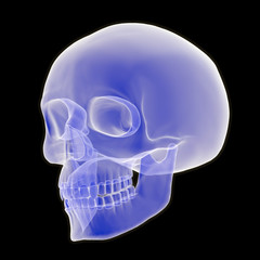 3D Human Skull Three Quarter View © auntspray
