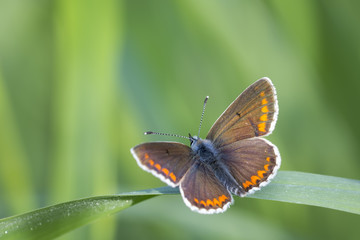 Female Common Blue butterfly, Polyommatus icarus