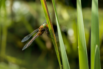 Green-eyed hawker Aeshna isoceles