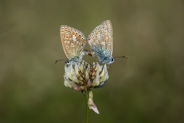 Common blue butterflies couple mating