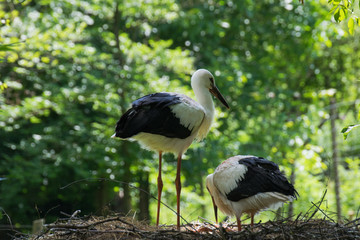 Storchenpaar im Nest beim Brüten