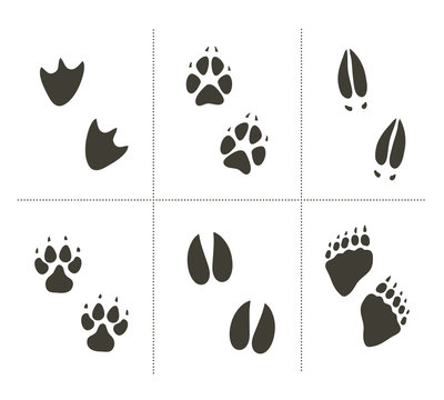 Traces of animals vector illustration. Animals footprints