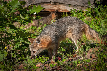Naklejka na ściany i meble Grey Fox Vixen (Urocyon cinereoargenteus) Walks Left