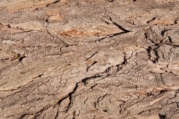 Bark Tree texture. Background of bark tree.
