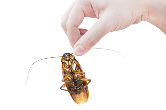 Hand holding brown cockroach over white background,Cockroaches isolate on white background,Cockroaches as carriers of disease