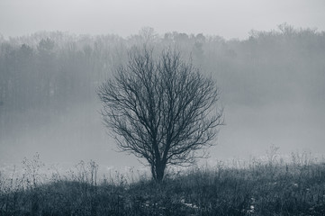 tree against the mist