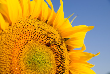 Sunflower grows in a field in Sunny weather.