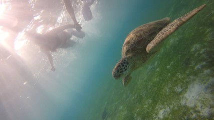 Amazing underwater couple Selfie with green sea turtle (hawksbill) in Maldives.