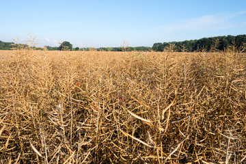 field of rapeseed one day before harvest