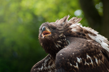 Seeadler kreischt