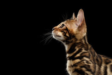 Closeup Profile of Young Bengal Kitty on Isolated Black Background, Side view