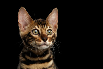 Closeup Portrait of Young Bengal Male Kitty on Isolated Black Background, Side view