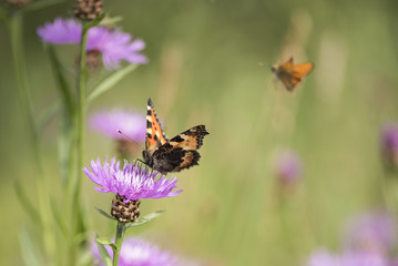 Schmetterling auf Kornblume 